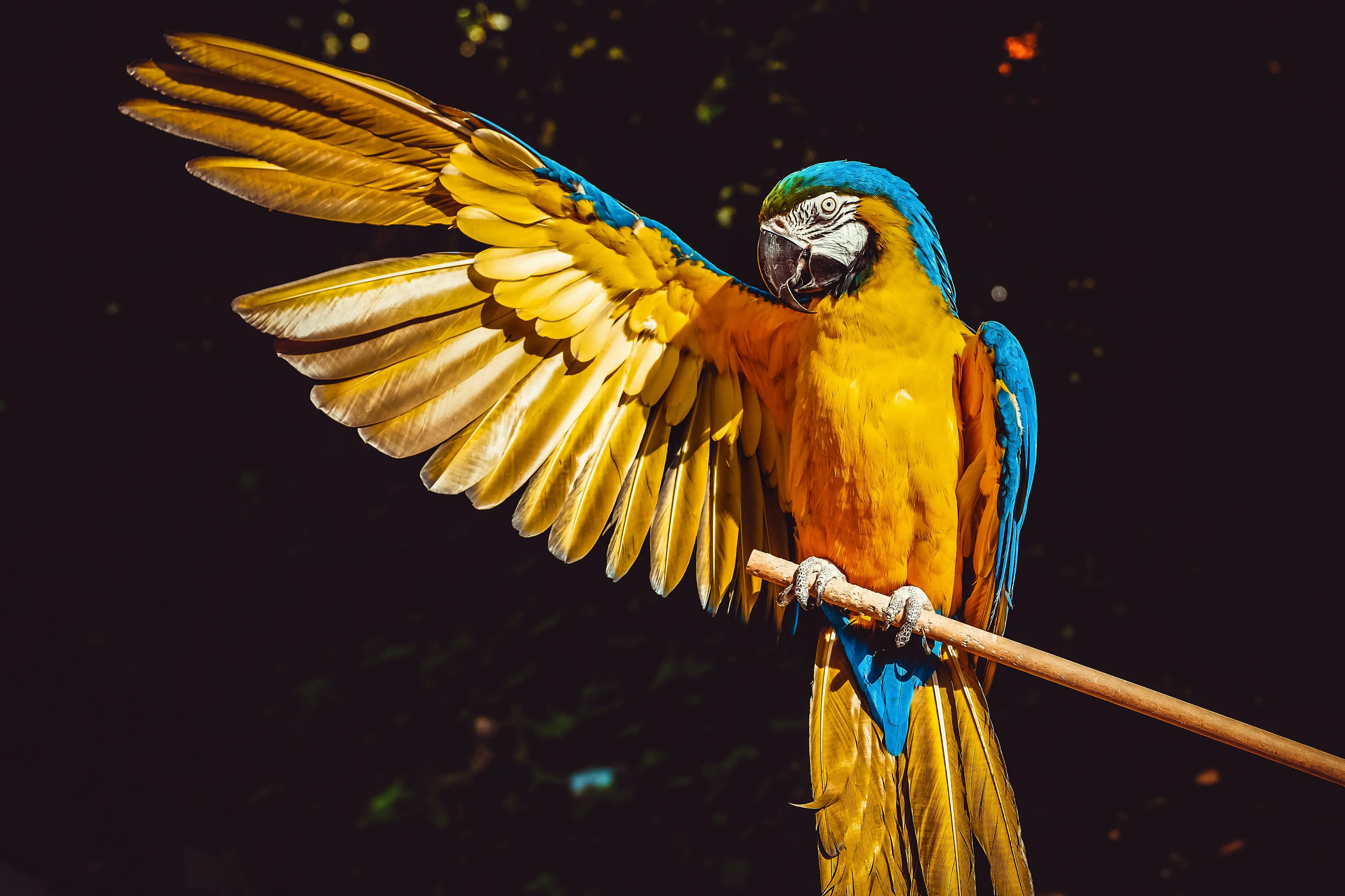 colored parrot with one wing open