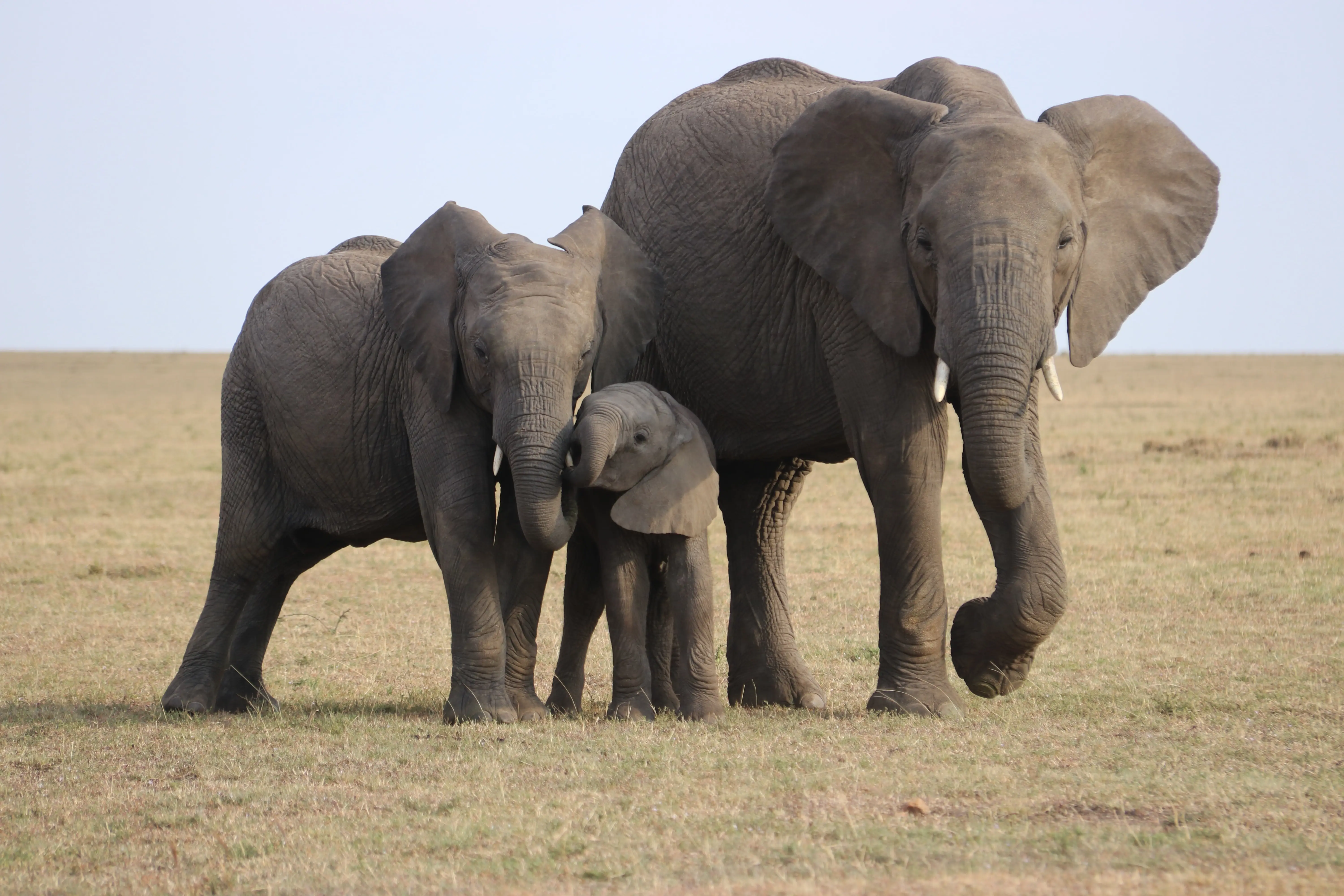 Elephants Family