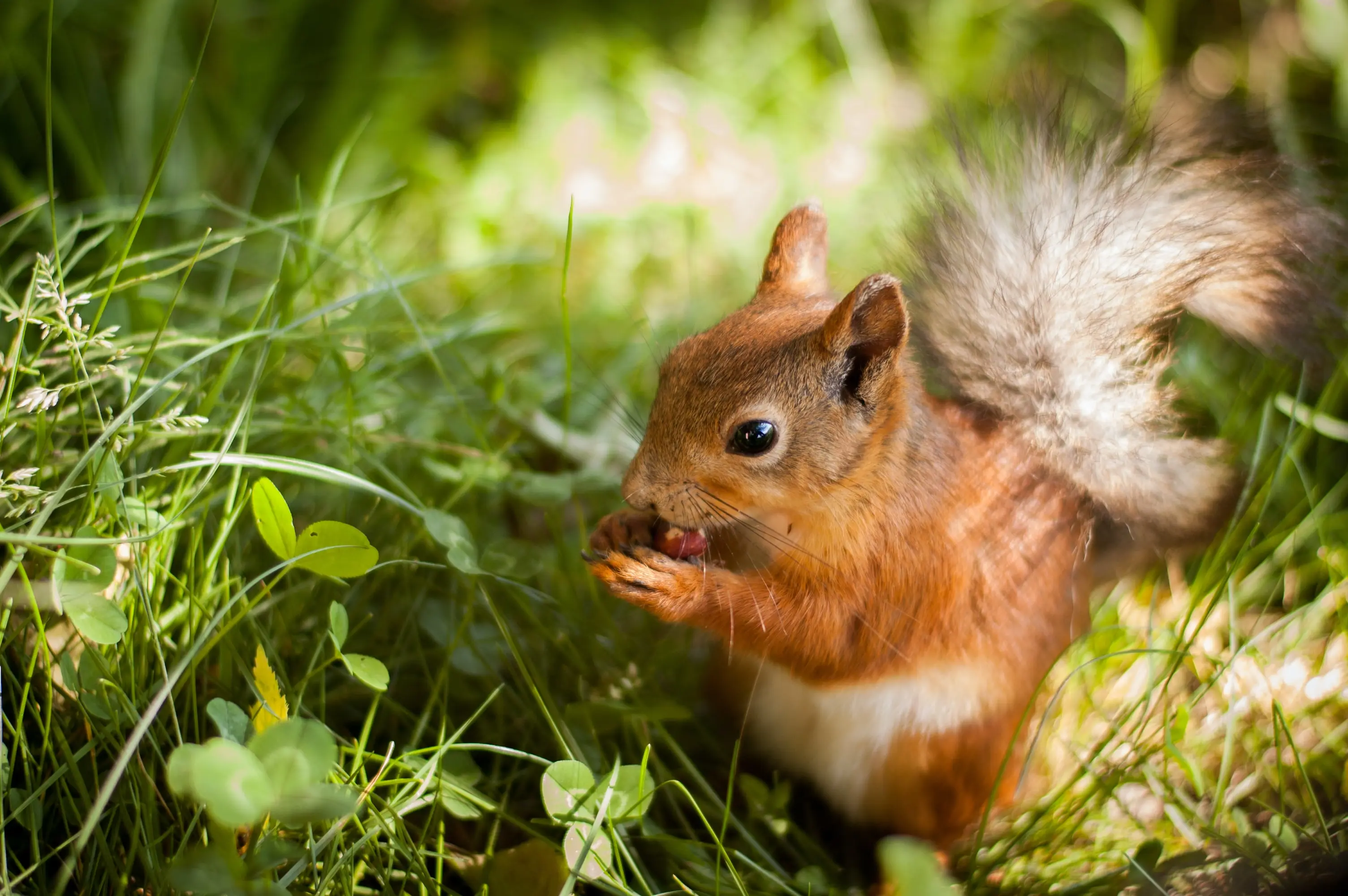 Small squirrel eating